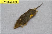 藏品(臺灣灰麝鼩)的圖片